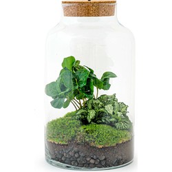 URBANJNGL - Planten terrarium • Milky Coffea met lamp • Ecosysteem plant • ↑ 31 cm