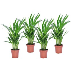 Dypsis Lutescens - Set van 4 - Areca - Goudpalm - Pot 12cm - Hoogte 30-45cm