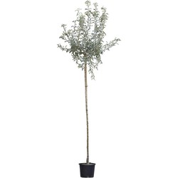 2 stuks! Wilgbladige treur sierpeer Pyrus salicifolia Pendula h 250 cm st. omtrek 8 cm st. h 220 cm boom