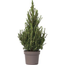 Picea glauca conica 'December' - spar - mini-kerstboom - ⌀21cm - Hoogte 75-85cm