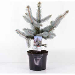 Picea pungens hoopsii 30-40 cm