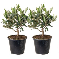 Floraya - Olijfboom per 2 stuks | Olea Europaea - Buitenplant in kwekerspot ⌀14 cm - ↕30-40 cm
