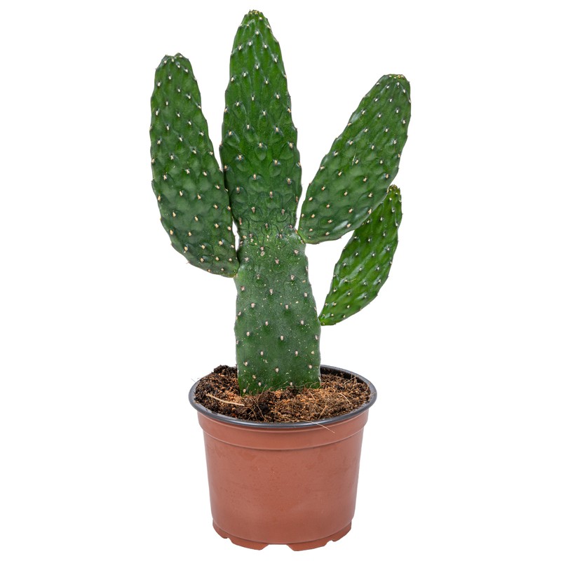 Opuntia 'Rubescens' | Road Kill Cactus per stuk - Kamerplant in kwekerspot ⌀12 cm - ↕30 cm - 