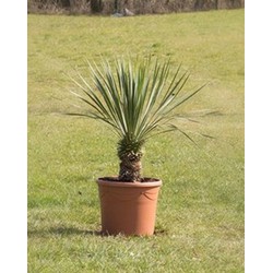 Gewone palmlelie Yucca rostrata h 70 cm st. h 12,5 cm