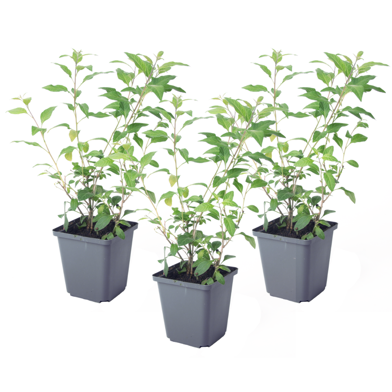 Nachtschade - Set van 3 - Lycianthes rantonnetii - Hoogte 25-40cm - ⌀9cm - 