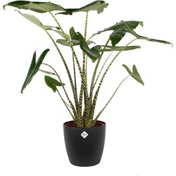 Alocasia Zebrina - Olifantsoor - 100 cm - Met of zonder pot