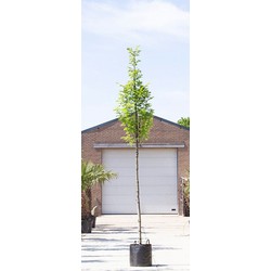 Zuil haagbeuk Carpinus betulus Fastigiata h 350 cm st. omtrek 12 cm st. h 190 cm