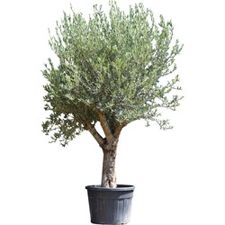 Olijfboom Olea europaea 200 cm