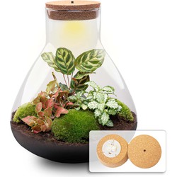 URBANJNGL - Planten terrarium • Sam XL Red • Ecosysteem met plant • ↑ 35 cm • DIY