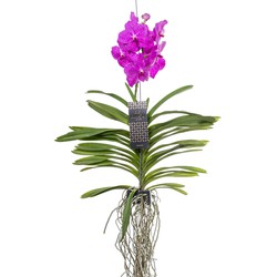 Vanda orchidee - Roze - L - Hoogte 60cm