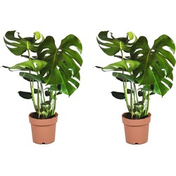 Monstera Deliciosa XL - Set van 2 - Gatenplant - Pot 21cm - Hoogte 70-80cm