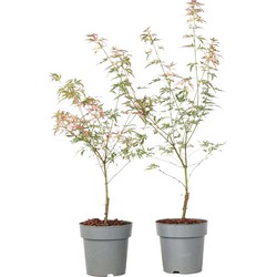 Acer palmatum 'Taylor' - Set van 2 - Japanse esdoorn - ø15cm - Hoogte 35-55cm