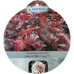 Physocarpus Lady in Red sierheester