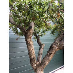Granaatappelboom Punica granatum h 150cm st. omtrek 25cm - Warentuin Natuurlijk