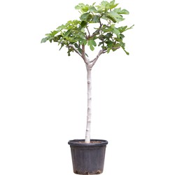 Vijgenboom 12/14 cm Ficus carica 137,5 cm boom - Warentuin Natuurlijk