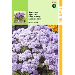 2 stuks - Ageratum Houstonianum Mexicanum Blue Mink