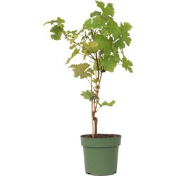 Vitis vinifera ‘Himrod' - Druivenplant - ⌀21cm - Hoogte 60-75cm