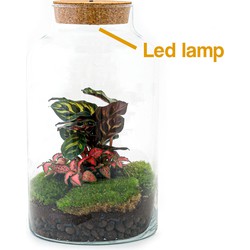 URBANJNGL - Planten terrarium • Milky Calathea met lamp • Ecosysteem plant met licht •↑ 31 cm