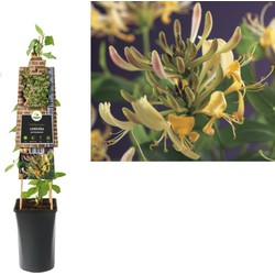 3 stuks - Klimplant Lonicera periclymenum 75 cm