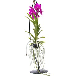 Vanda met standaard - Roze - Hoogte standaard 70cm