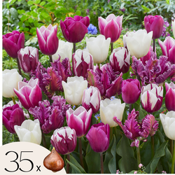 Tulpenbollen - Set van 35 - Tulipa 'Pastel' - Bloembollen