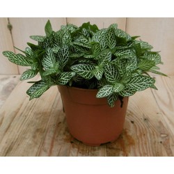 2 stuks! Kamerplant Mont Blanc Fittonia Verschaffeltii - Warentuin Natuurlijk