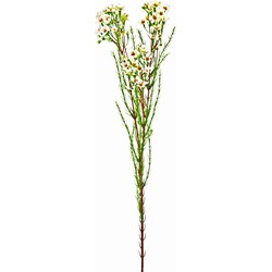 Greenmoods Kunsttak Waxflower - Chamelaucium uncinatum - Nep plant - 1 Stuk - 78cm - Creme -