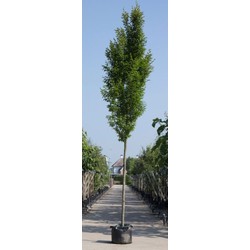 Zuil haagbeuk Carpinus betulus Fastigiata h 450 cm st. omtrek 16 cm st. h 220 cm