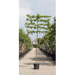 Linde als leiboom Tillia europaea Pallida h 360 cm st. omtrek 18 cm st. h 240 cm