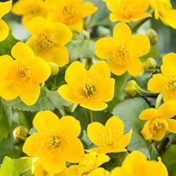 Caltha palustris