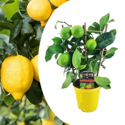 Citrus Limon - Citroenboom - Pot 14cm - Hoogte 40-45cm