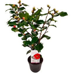 Camellia japonica 'Dr. King' - Japanse Roos - Pot 15cm - Hoogte 50-60cm