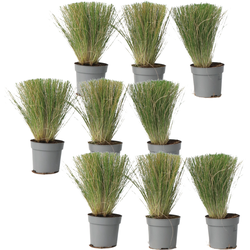 Vedergras - Set van 9 - Stipa tenuifolia 'Pony Tails' - Hoogte 20-30cm - ⌀9cm