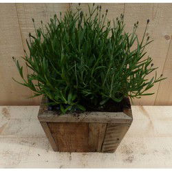 Lavendel in houten bak 22x22 cm