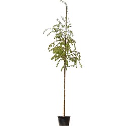 2 stuks! Ruwe berk Betula pendula h 250 cm st. omtrek 8 cm boom