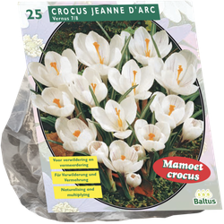 Crocus Grootbloemig Wit per 25 bloembollen