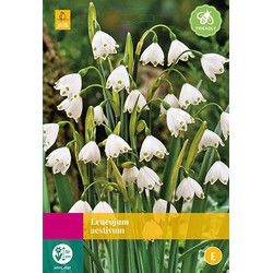 2 stuks - Leucojum aestivum 15 bollen