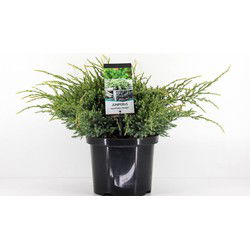 Juniperus squamata holger 45 cm