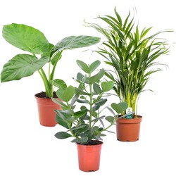 Alocasia, Clusia, Areca - Mix van 3 - Pot 17cm - Hoogte 50-70cm