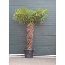 Chinese waaierpalm Trachycarpus Fortunei h 240 cm st. h 150 cm