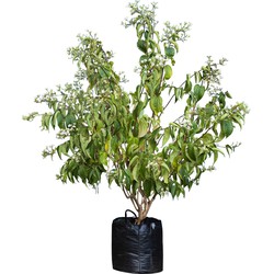 Zevenzonen boom meerstammig Heptacodium miconioides 187,5 cm