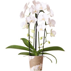 Kolibri Orchids | witte Phalaenopsis orchidee - Niagara Fall  - potmaat Ø12cm | bloeiende kamerplant - vers van de kweker