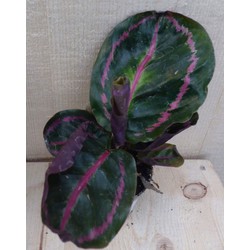 Calathea Surprise Star Pauwenplant groot blad met roze 30 cm