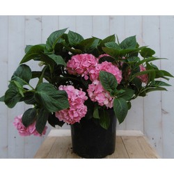 Hortensia Hydrangea roze groot 80 cm