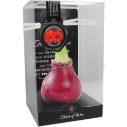 Bloembol Rode Amaryllis Wax kaarsvet Gloss Rood cadeauverpakking 'Zwart Karton' Kebol