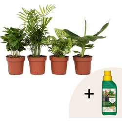 Kamerplantenset - Set van 4 - Hoogte 25-40cm - ⌀12cm