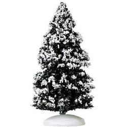 Evergreen tree medium