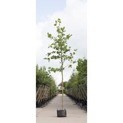 Platanenboom Platanus hispanica h 350 cm st. omtrek 12 cm