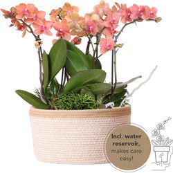 Kolibri Orchids | oranje plantenset in Cotton Basket incl. waterreservoir | drie oranje orchideeën Bolzano 9cm en drie groene planten | Jungle Bouquet oranje met zelfvoorzienend waterreservoir