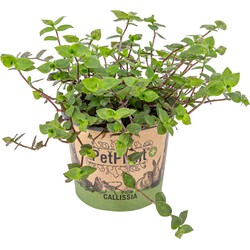 Schildpad plant - Calissia Repens per stuk | PetFriendly - Kamerplant ⌀12 cm - ↕20 cm